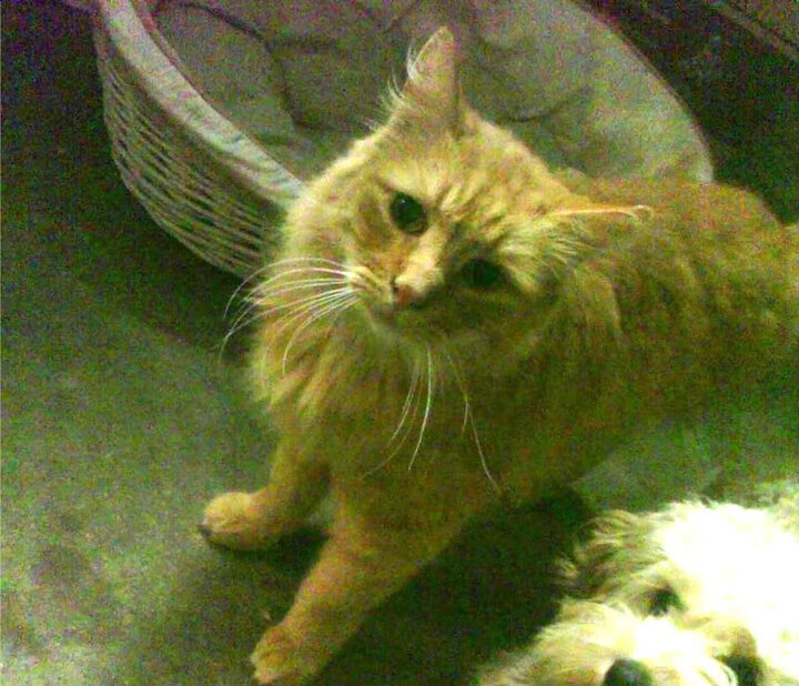 从超级替补到关键先生，阿尔瓦雷斯在2026世界杯之夜，如何让世界记住了自己的名字