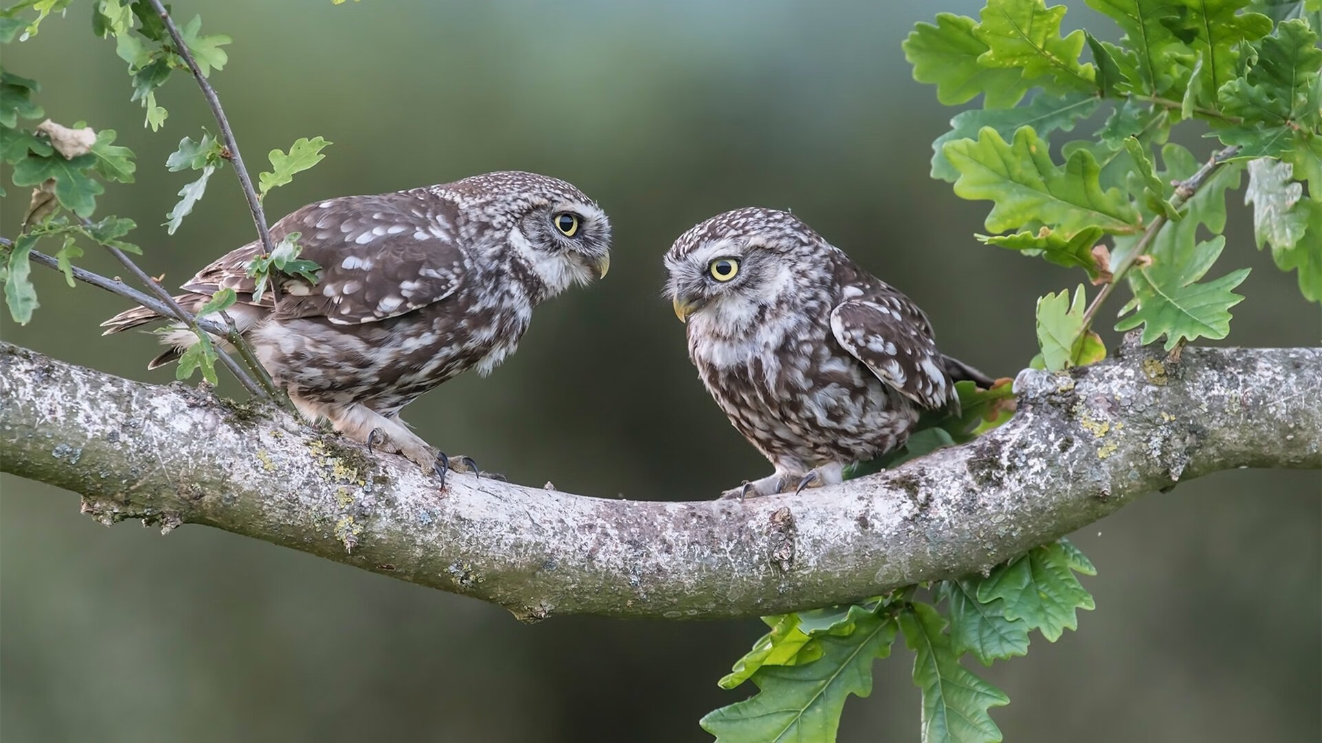 英超上演德国内战，争冠三强竟藏着两支德国战车