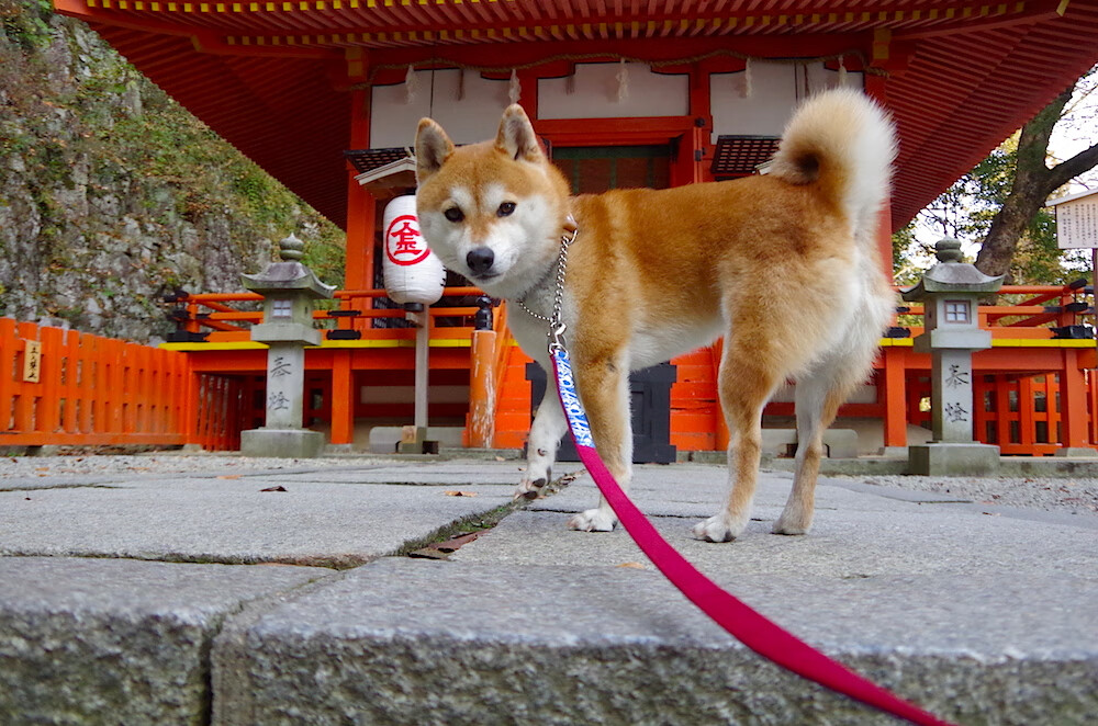 风暴与城墙,篮网以节奏掌控冻结黄蜂,马克西全场最佳无争议