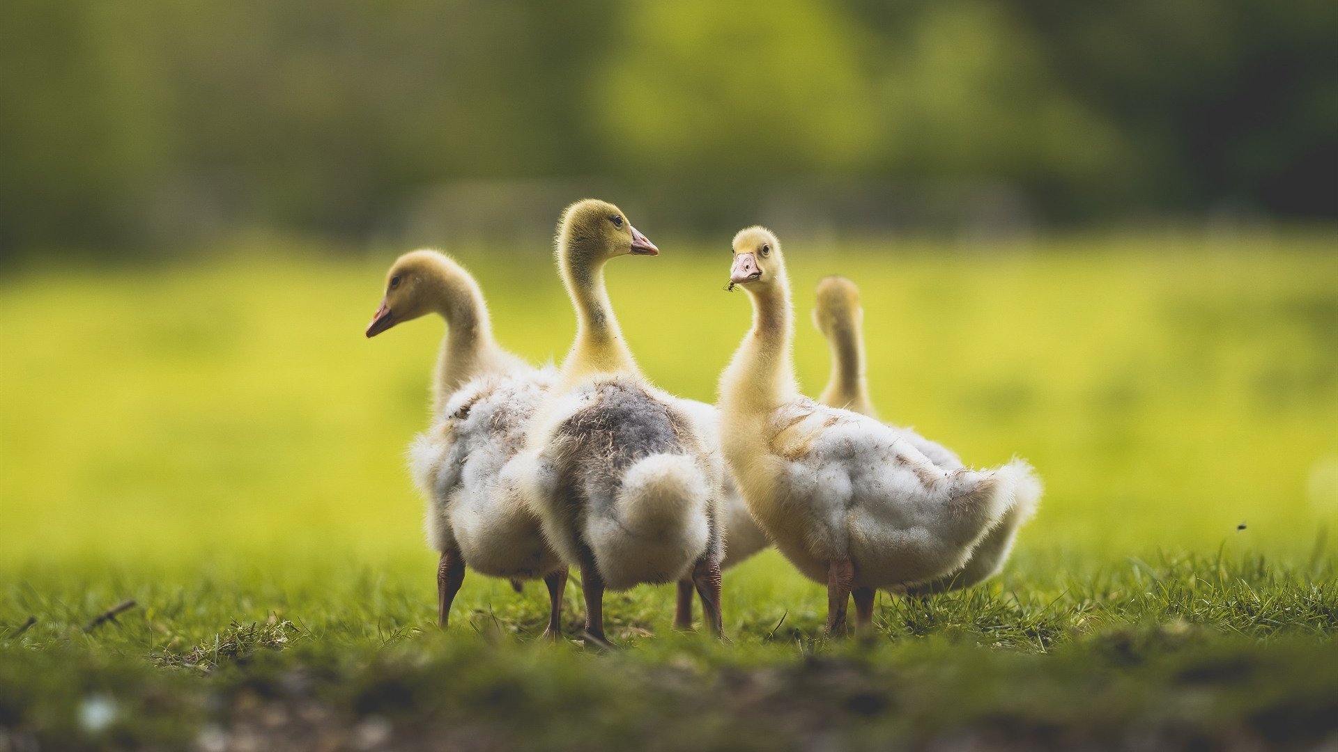 新王撕裂钢铁洪流，独行侠跨过篮网荆棘