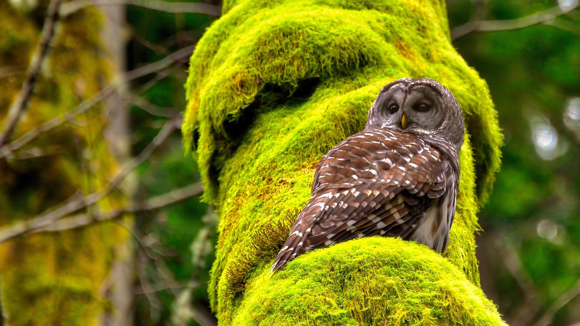 开云sport-数学与勇气的交响，英超争冠的积分美学与独行侠的战术绝杀