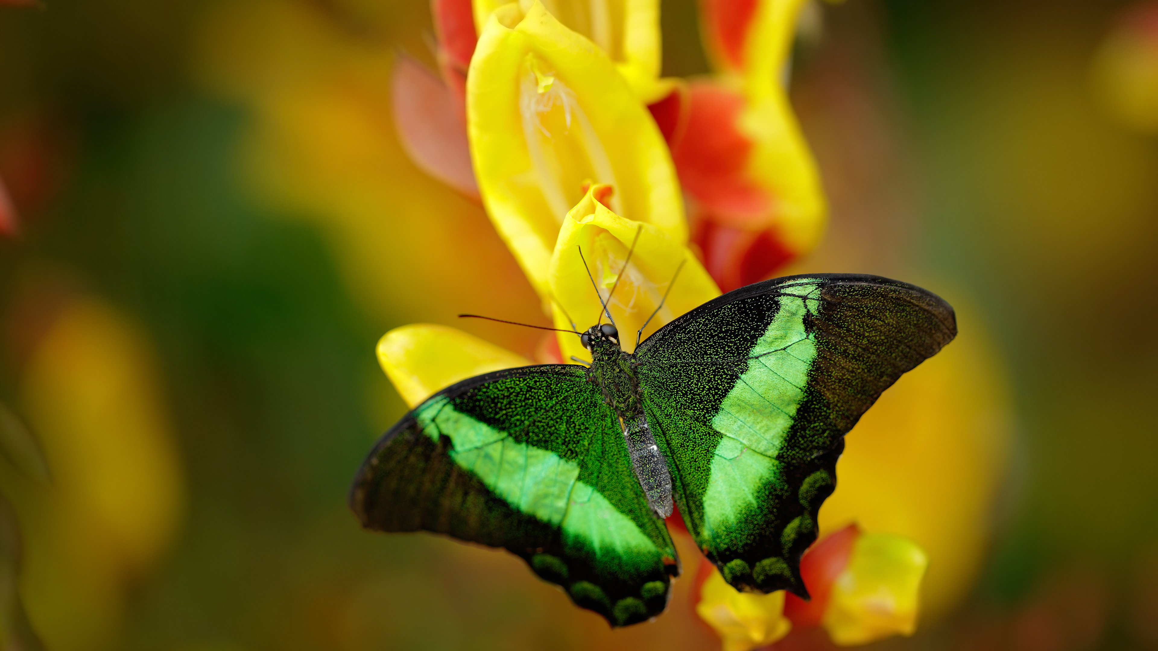 东方巨龙苏醒夜，当广东篮球风暴席卷英伦，武切维奇在英超争冠战中一锤定音