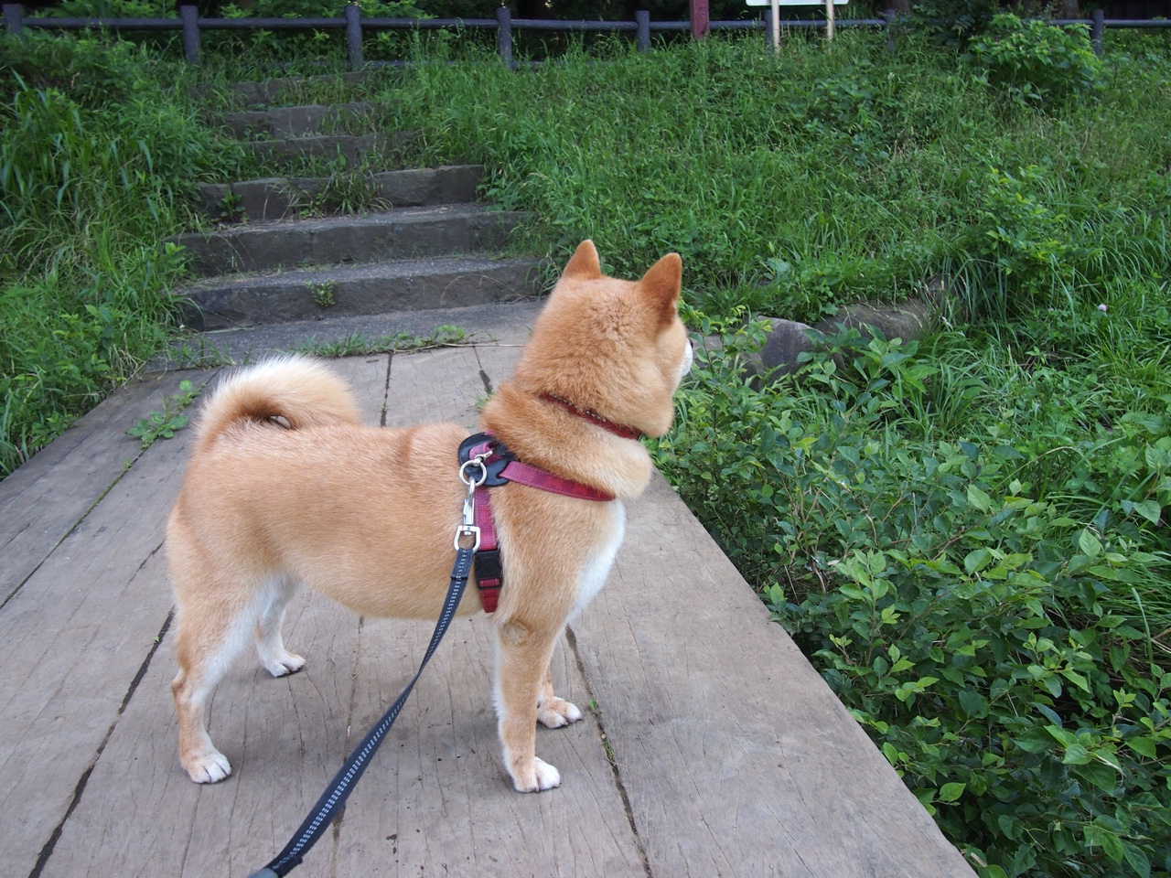 开云官网-蜂刺出鞘，当保罗的手术刀剖开活塞的钢铁防线