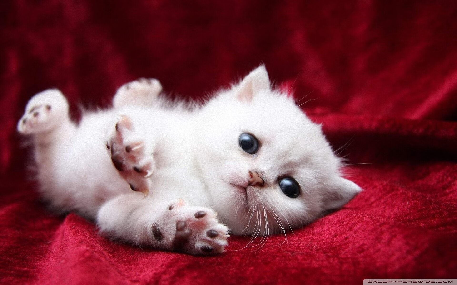 开云体育app-一剑封喉，争冠之夜阿克的绝命封喉