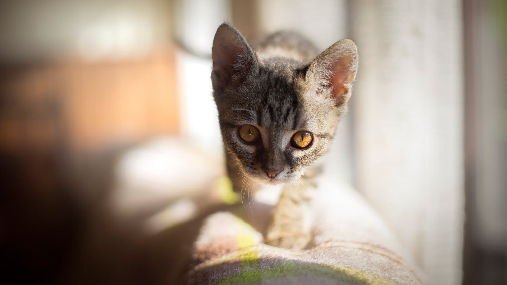 开云平台-家族的密码，恩佐对阵皇马，一战解码血脉中的生涯之夜