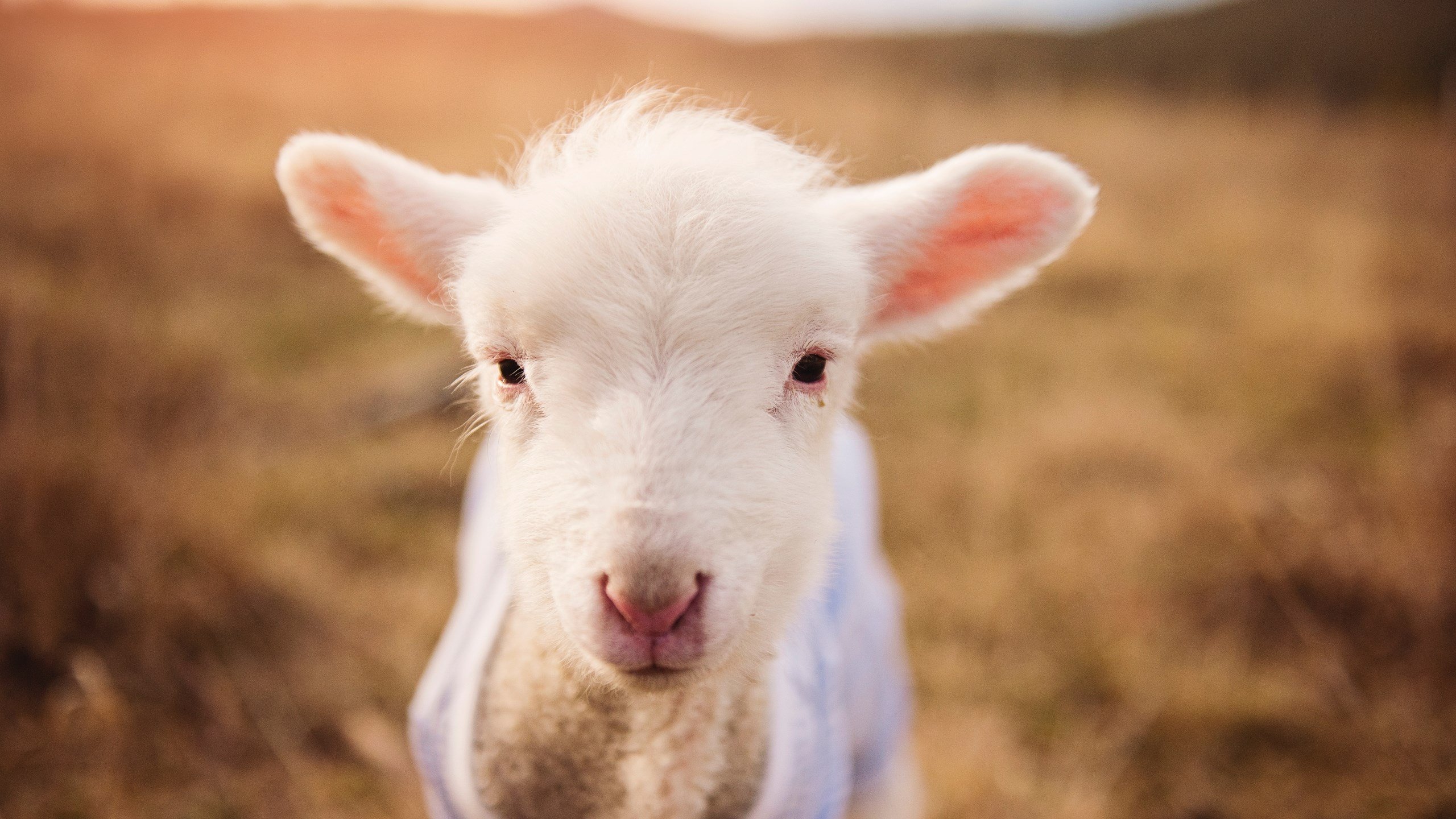 开云体育平台APP-快船鏖战国王，为何满场都是莫兰特的影子？