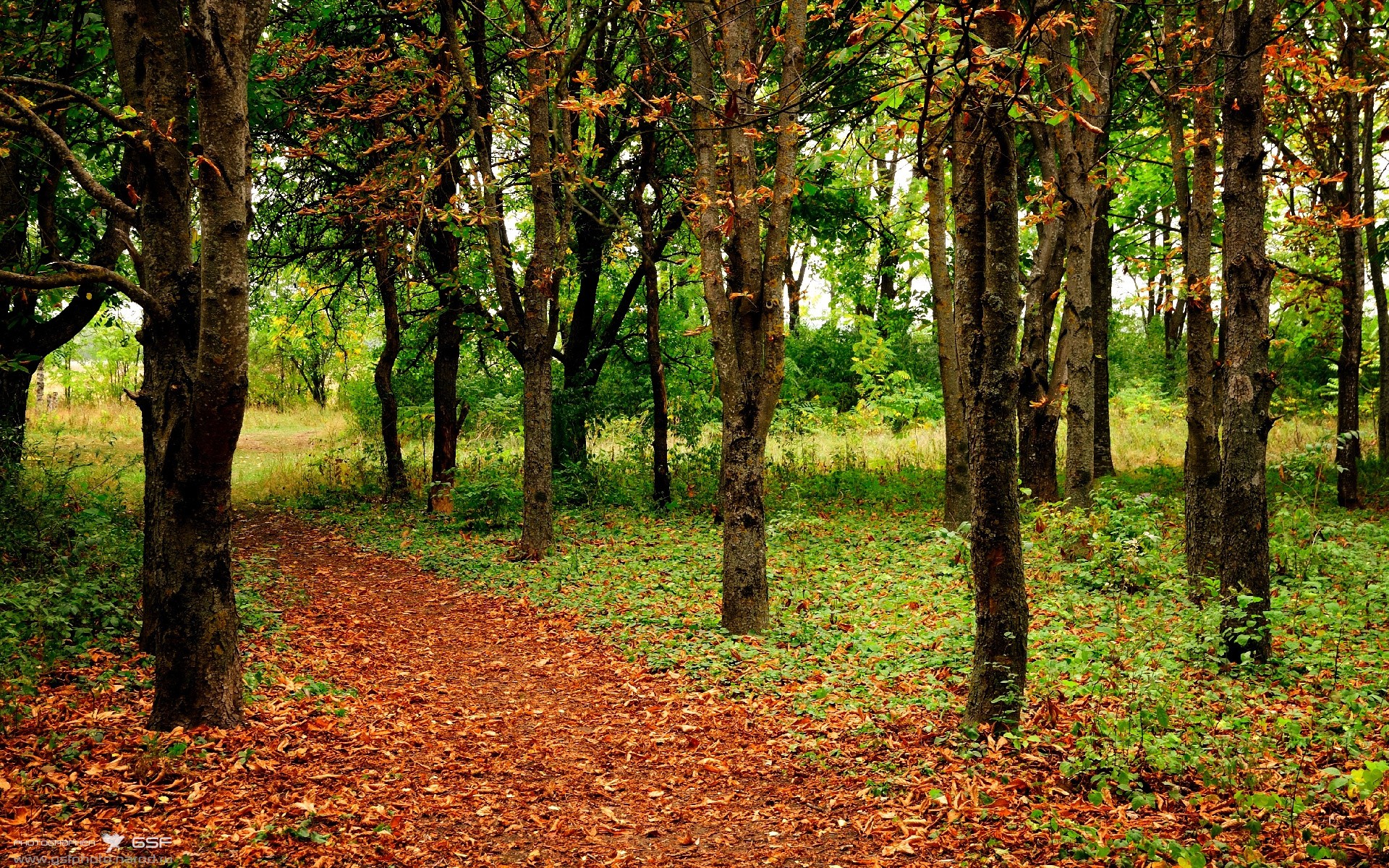 跨越半场，阿拉巴在中轴线上的绝对指挥