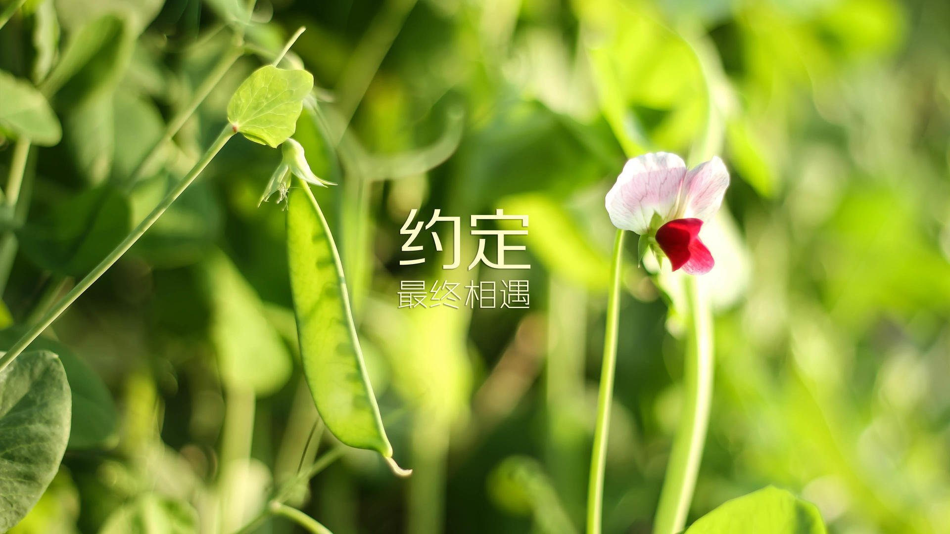 开云体育app-冰与火的绝唱,2026世界杯D组焦点战,费利克斯以冰岛之名完胜美国