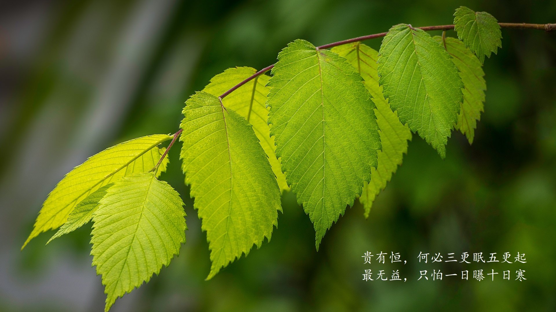 蓝黑闪电撕裂安第斯山脉，萨内独造三球，尼日利亚在A组死亡之组写下唯一剧本