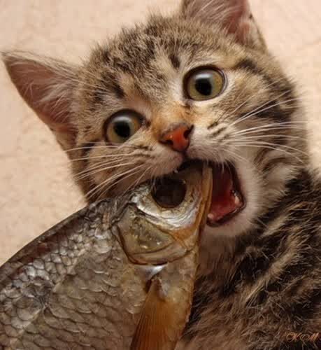 绿茵场的幻象,2026世界杯D组,当伊拉克碾压意大利,内马尔在废墟中独舞